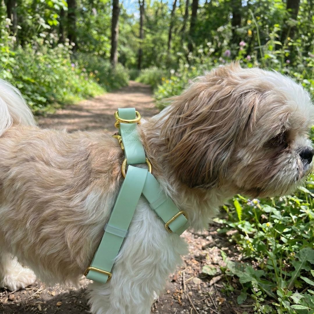 רתמה לכלבים סיליקון בלעדי בישראל | ירוק פיסטוק