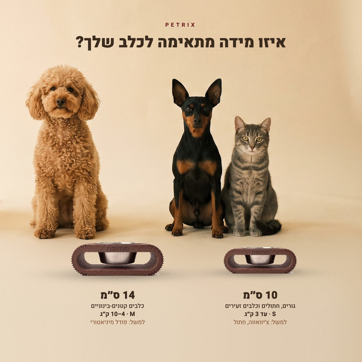 קערת Enso בשתי מידות, 10 ו-14 ס״מ, ליד פודל מיניאטורי, פינצ׳ר ננסי וחתול