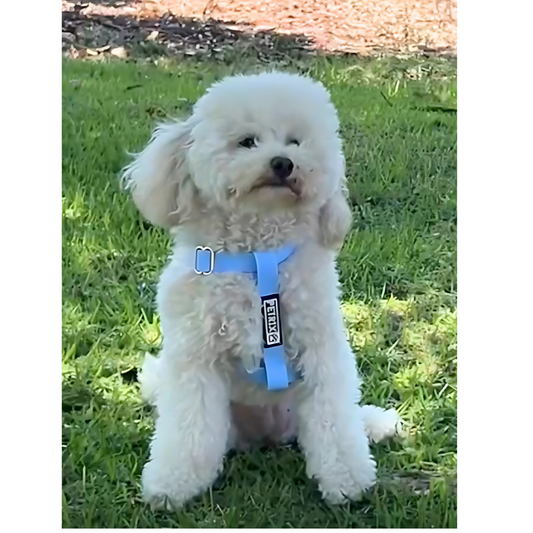 רתמה לכלב – יתרונות מול קולר, מדידה וטעויות נפוצות