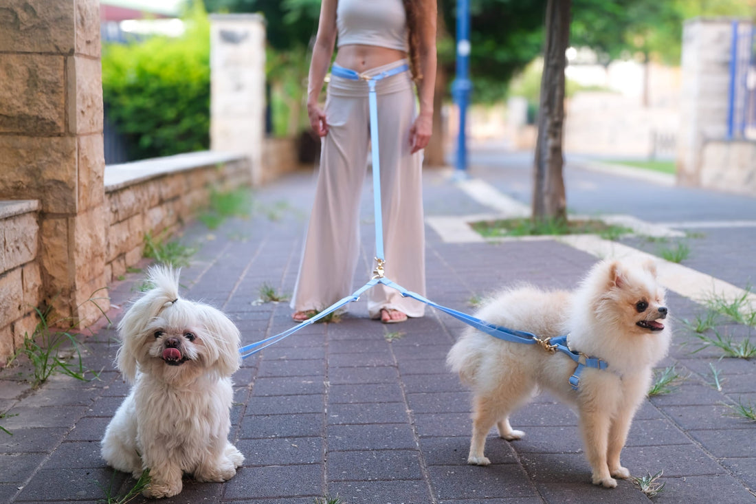 איך לבחור רצועה לשני כלבים 2025