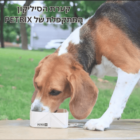 קערת אוכל ומים לכלבים  | סיליקון מתקפלת