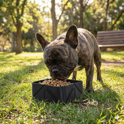 קערת סיליקון מתקפלת לאוכל ומים לכלב שחור