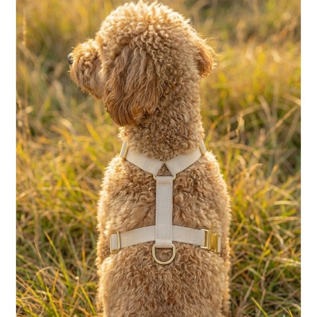 רצועה ללא ידיים + רתמה הסט המלא  | בז