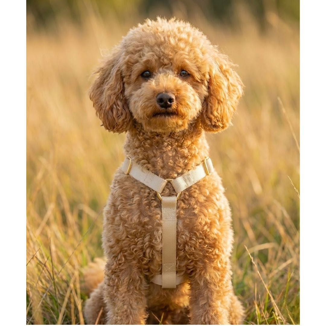 רצועה ללא ידיים + רתמה הסט המלא  | בז