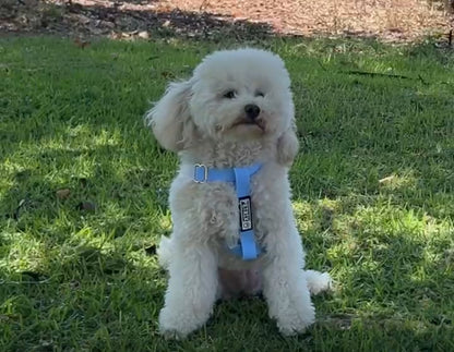 רתמה לכלבים סיליקון בלעדי בישראל | ירוק פיסטוק