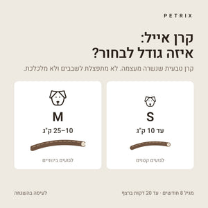 קרן אייל חצויה לכלב – תמונה 4